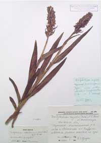 Dactylorhiza majalis (Rchb.) P.F.Hunt & Summerhayes 